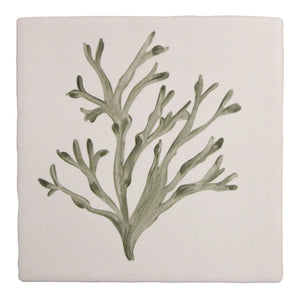 Seaweed Garden Bladder Wrack 13x13cm