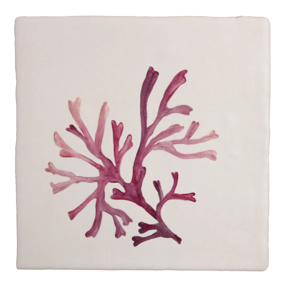 Seaweed Garden Carageen 13x13cm