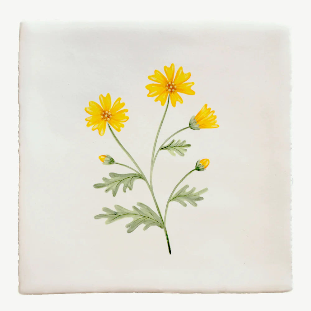 Cornish Meadow Corn Marigold 13x13cm