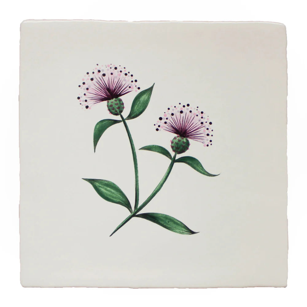 Cornish Meadow Knapweed 13x13cm