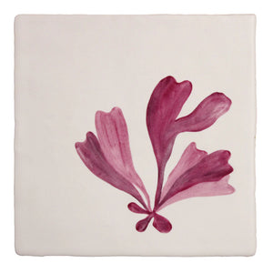 Seaweed Garden Dulse 13x13cm