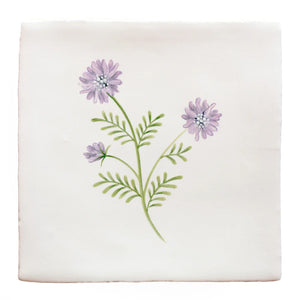 Cornish Meadow Field Scabious 13x13cm