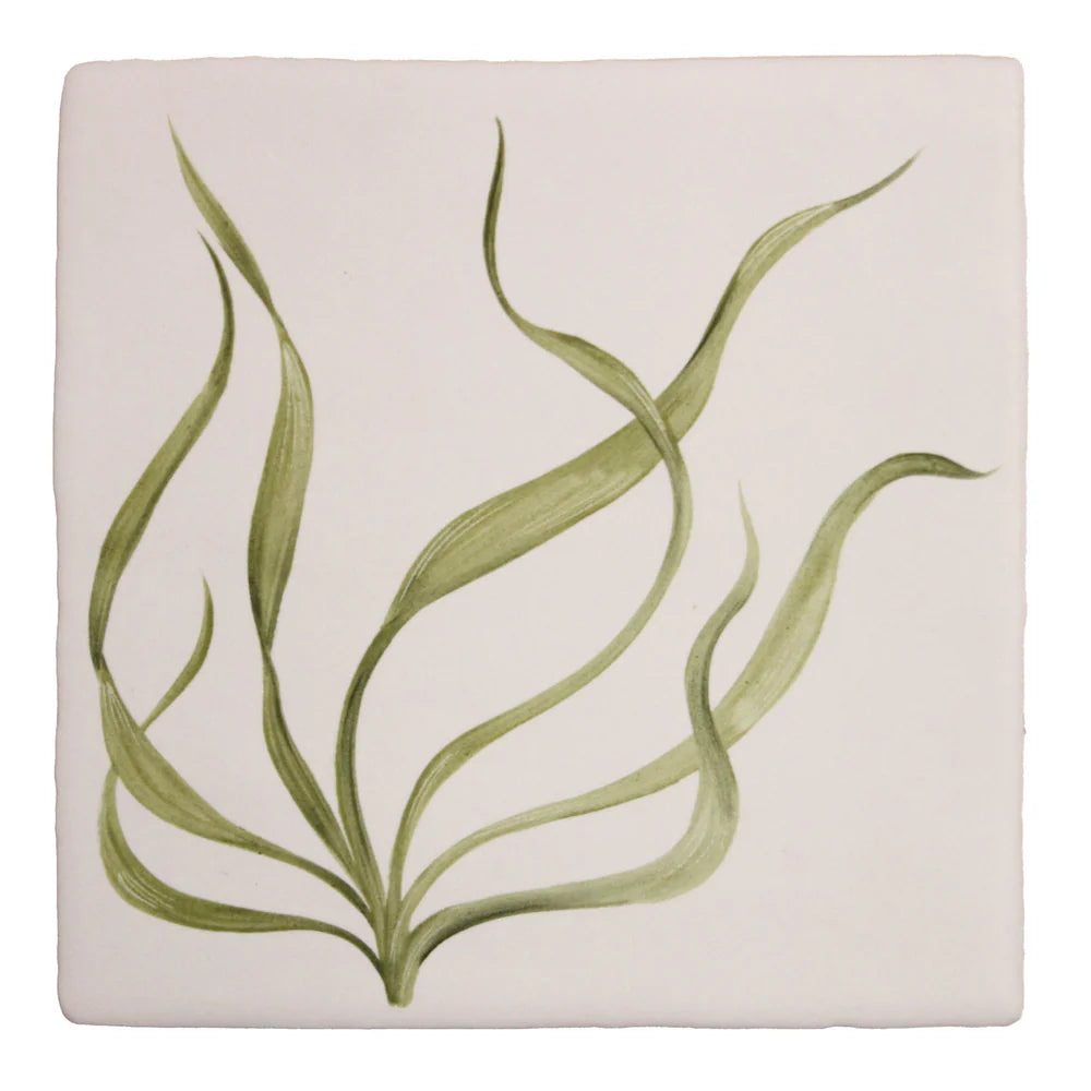 Seaweed Garden Sea Grass 13x13cm