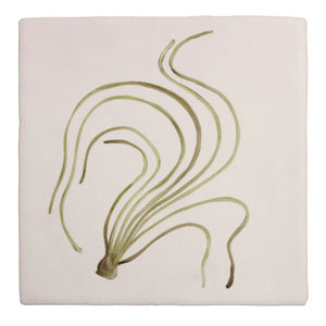 Seaweed Garden Sea Spagetti 13x13cm