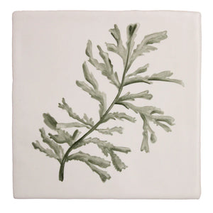 Seaweed Garden Serrated Wrack 13x13cm