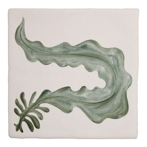 Seaweed Garden Sugar Kelp 13x13cm