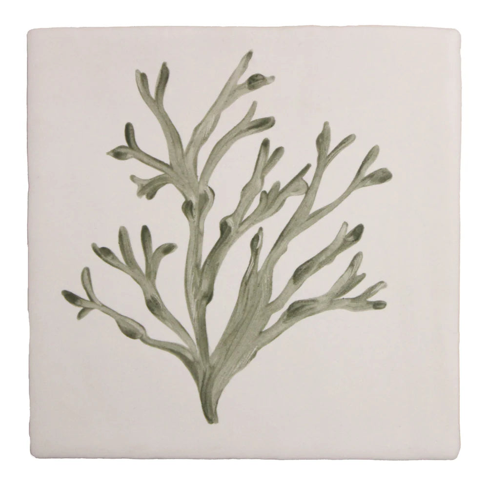 Seaweed Garden Bladder Wrack 13x13cm