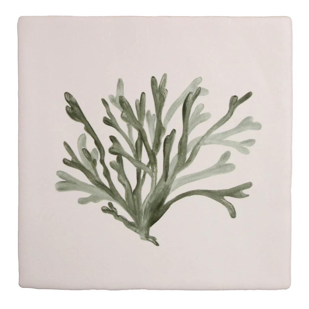 Seaweed Garden Channelled Wrack 13x13cm