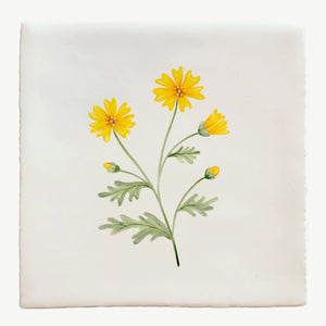 Cornish Meadow Corn Marigold 13x13cm