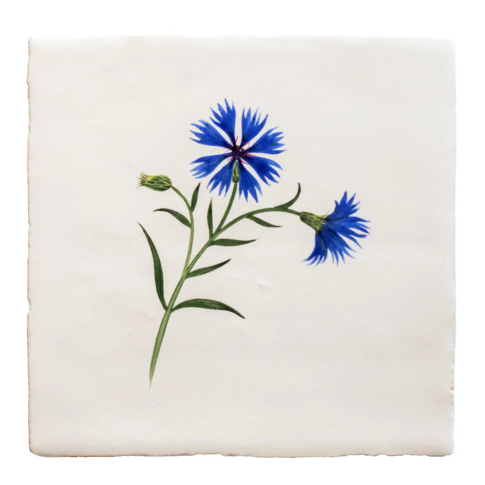 Cornish Meadow Cornflower 13x13cm