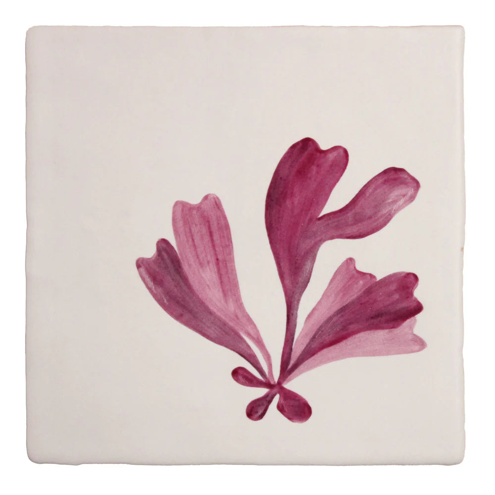 Seaweed Garden Dulse 13x13cm