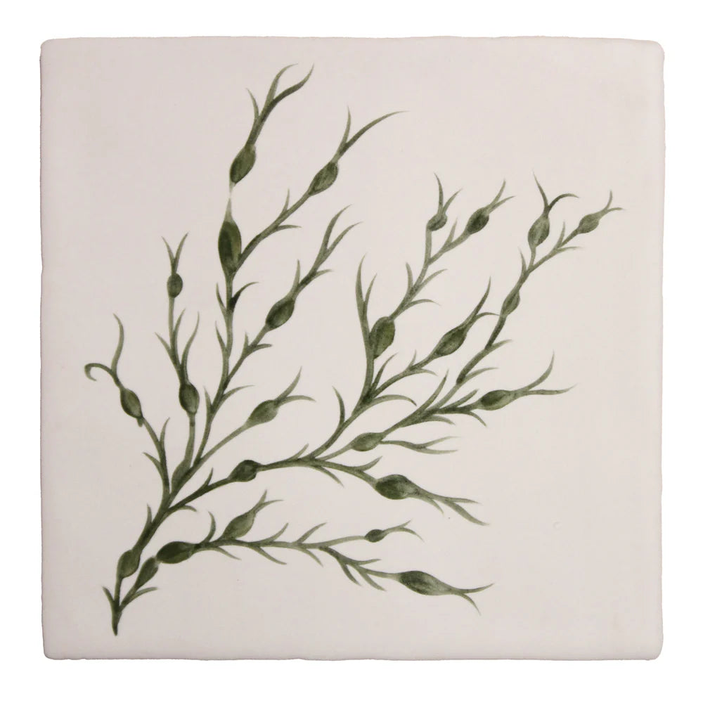 Seaweed Garden Egg Wrack 13x13cm