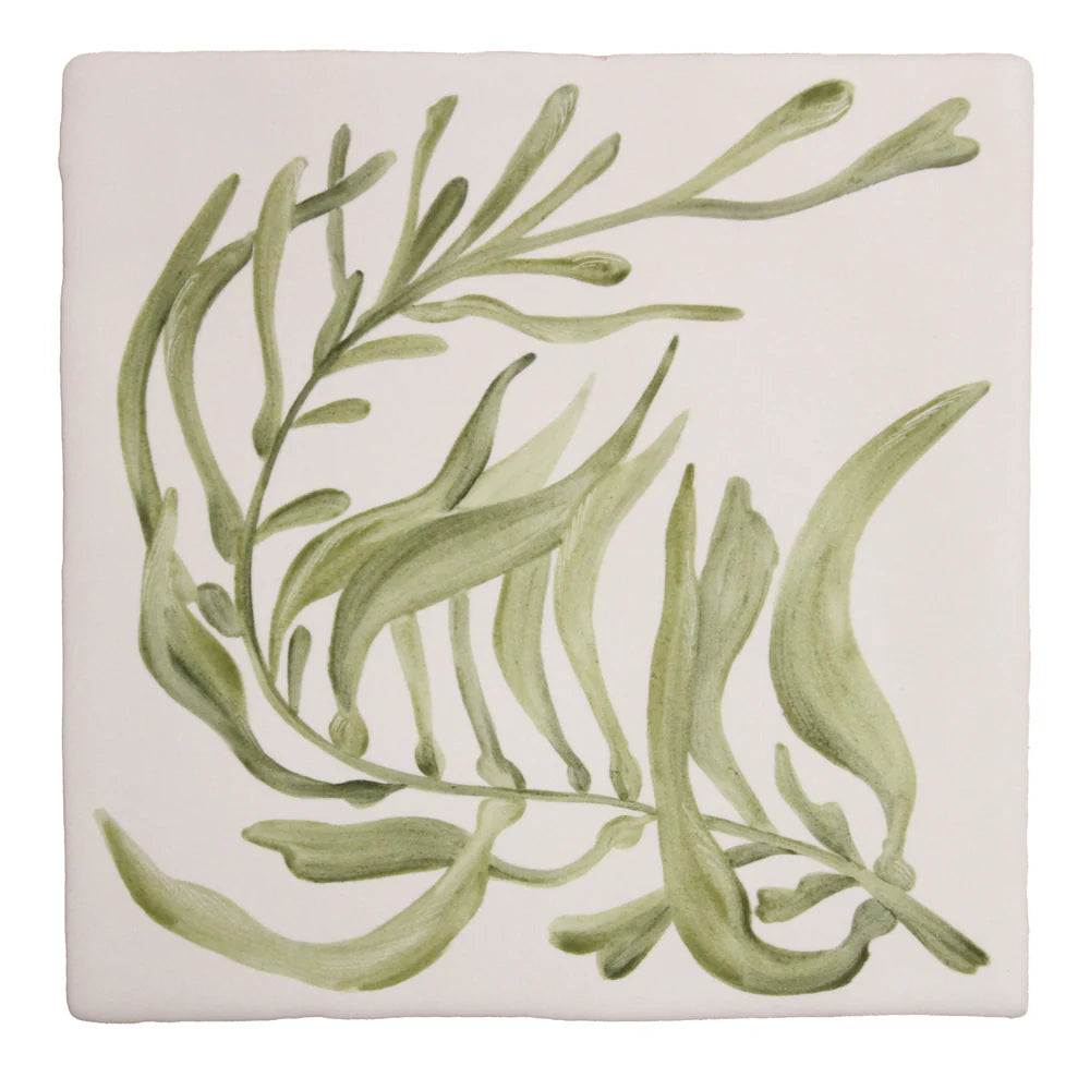 Seaweed Garden Giant Kelp 13x13cm