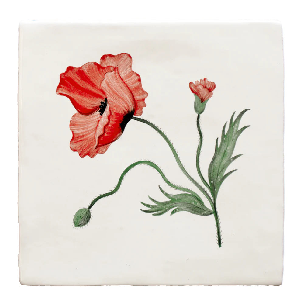 Cornish Meadow Poppy 13x13cm