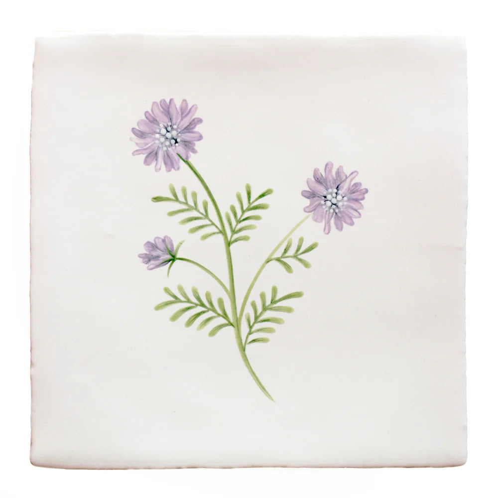 Cornish Meadow Field Scabious 13x13cm